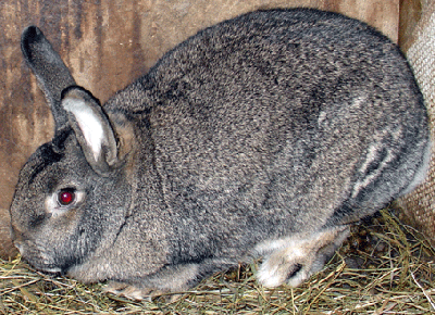 wenn du meine kleinen anrüherst..... !