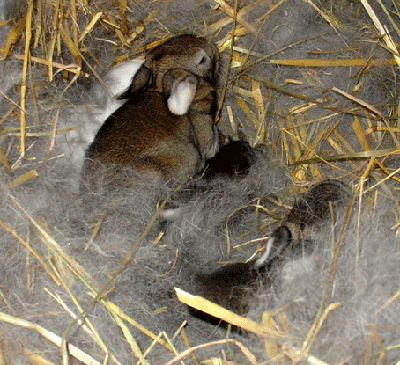 wo bist du Mammi.........?