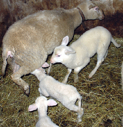 Mamiiiiiiiiii hunger !!