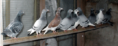 die Hühner, eh Tauben auf der Stange