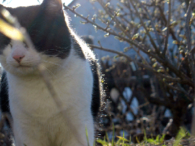 Micky mit Frühlingsgefühlen